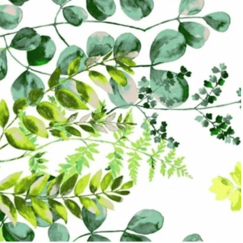 Eucalyptus-floral-nature-feuilles